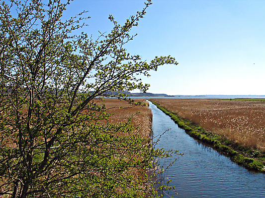 포토 JPG 해외이미지 나무 지구 바다 밭 모션 자연 갈대 이끼 풍경 사람없음 초록색 물 빛 강 햇빛 반사 환경 침묵 봄 흐름 신선 개울 습지 매끈함 숲 상쾌 해외202004 해외포토 자연요소 식물 계절 감정 컬러 컨셉 농업 태양 소리 감각 생태계 파일형식 이미지허브