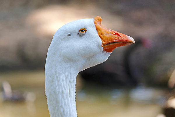 포토 JPG 해외이미지 동물 포즈 날개 자연 조류 동물원 종류 사람없음 보호 그림 부리 러시아 육식동물 거위 멸종 해외202004 해외포토 유럽 컨셉 생태계 파일형식 이미지허브