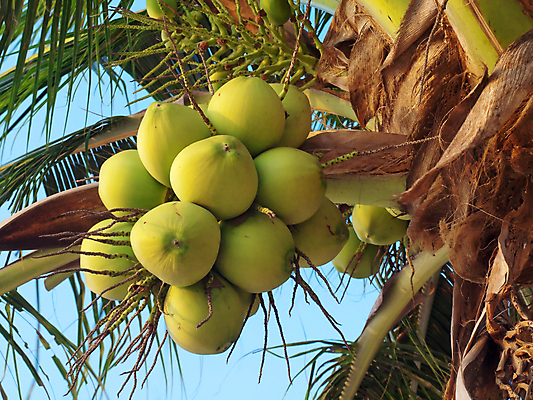 포토 JPG 해외이미지 나무 식물 음식 여행 백그라운드 잎 과일 태국 자연 하늘 추상 매달리기 손바닥 풍경 사람없음 야외 초록색 여름 파란색 침묵 성장 나뭇가지 신선 그룹 다발 보따리 유기농 날것 코코넛 파라다이스 해외202004 해외포토 손 웰빙 계절 아시아 컬러 무늬 모션 소리 생태계 파일형식 이미지허브