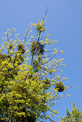 포토 JPG 해외이미지 나무 식물 잎 하늘 사람없음 초록색 파란색 봄 나뭇가지 앨범 천국 내추럴 해외202004 해외포토 계절 컬러 파일형식 이미지허브