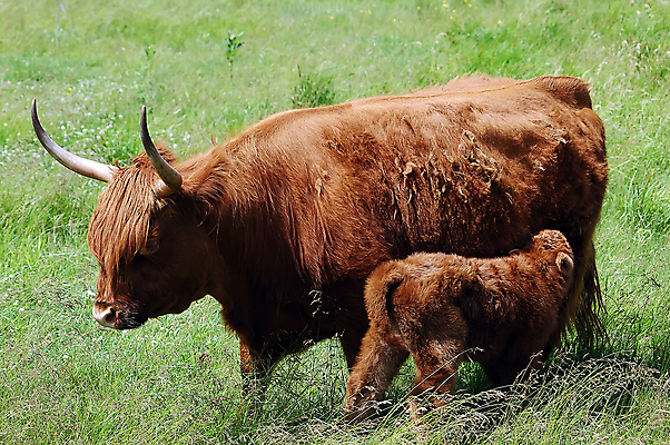 포토 JPG 해외이미지 동물 농업 포유류 자연 사람없음 초록색 농장 갈색 목장 소고기 시골 소 먹기 황소 장면 송아지 해외202004 해외포토 산업 새끼 컬러 모션 육류 생태계 파일형식 이미지허브