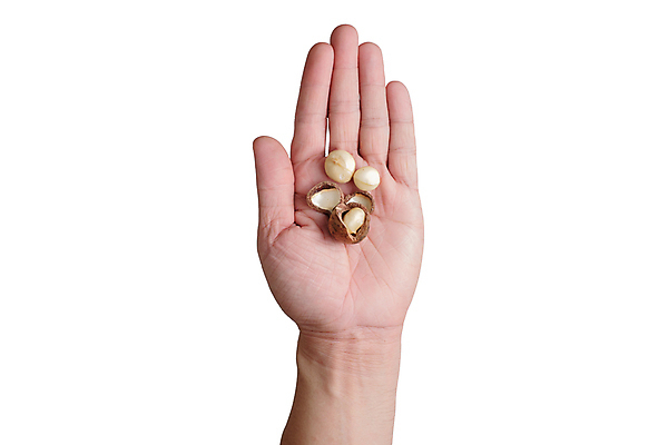 포토 JPG 해외이미지 손 음식 백그라운드 과일 자연 건강 씨앗 사람없음 갈색 견과류 껍질 흰색 신선 그룹 닫기 오브젝트 유기농 알맹이 날것 내추럴 고립 단백질 핵심 해외202004 해외포토 식물 웰빙 컬러 모션 신체부위 생태계 영양소 파일형식 이미지허브