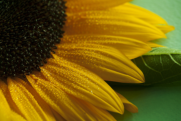 포토 JPG 해외이미지 식물 꽃잎 꽃 잎 오렌지 자연 해바라기 사람없음 여름 컬러풀 노란색 벚꽃 고립 꽃수술 해외202004 해외포토 계절 컬러 과일 생태계 파일형식 이미지허브