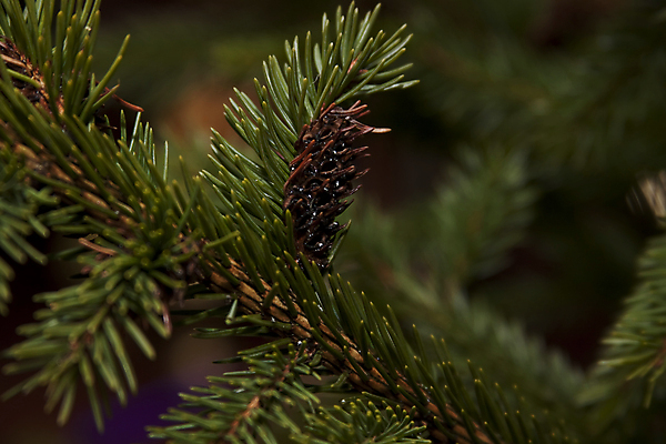 포토 JPG 해외이미지 나무 전통 행복 크리스마스 사람없음 장식 초록색 크리스마스트리 기쁨 원뿔 반가움 해외202004 해외포토 도형 식물 기념일 감정 컬러 파일형식 이미지허브