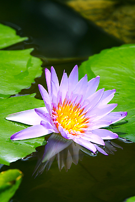 포토 JPG 해외이미지 식물 꽃잎 꽃 아시아 문화 선 분홍색 꽃무늬 패턴 자연 사람없음 장식 물 컬러풀 평화 정원 일본 보라색 벚꽃 흰색 신선 개화 우아함 닫기 떨어짐 묘사 명상 싱글 원예 내추럴 고립 이국적 해외202004 해외포토 자연요소 나라 컬러 컨셉 무늬 모션 취미 생태계 파일형식 이미지허브