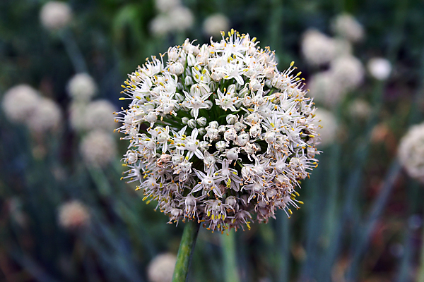 포토 JPG 해외이미지 식물 계절 꽃 농업 채소 자연 양파 사람없음 초록색 농장 봄 성장 시골 개화 수분 원예 밭일 해외202004 해외포토 산업 컬러 취미 생태계 파일형식 이미지허브