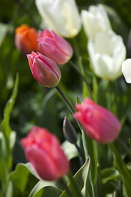 포토 JPG 해외이미지 식물 꽃 분홍색 밭 자연 사람없음 정원 봄 튤립 원예 향기 해외202004 해외포토 계절 컬러 농업 취미 생태계 냄새 파일형식 이미지허브