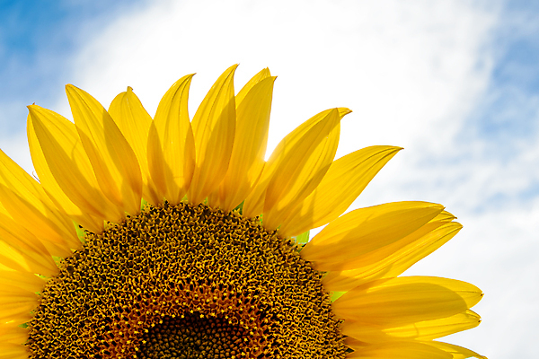 포토 JPG 해외이미지 식물 꽃잎 꽃 잎 자연 하늘 해바라기 씨앗 풍경 사람없음 야외 햇빛 개화 해외202004 해외포토 태양 생태계 파일형식 이미지허브