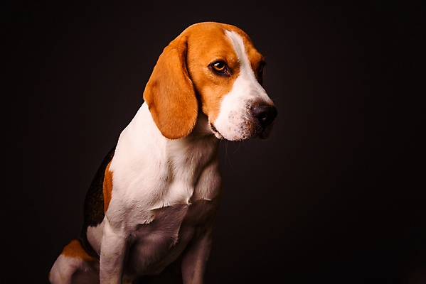 포토 JPG 해외이미지 동물 1 응시 남자 행복 얼굴 백그라운드 포유류 털 성인 사람없음 반려동물 갈색 머리 검은색 흰색 입 개 달콤 혀 순수 사냥개 귀 슛 주둥이 송곳니 고립 기르기 유래 혼자 해외202004 해외포토 시선 감정 컬러 컨셉 사람 신체부위 맛 치아 돌봄 파일형식 이미지허브