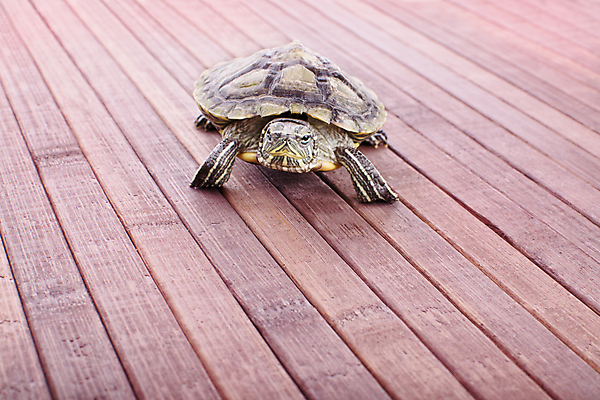 포토 JPG 해외이미지 동물 1 야생동물 바다 백그라운드 패턴 파충류 자연 검은배경 양서류 사람없음 야외 목재 초록색 물 반려동물 컬러풀 갈색 환경 껍질 신생아 닫기 거북이 작음 느림 내추럴 기어가기 고립 동물상 이국적 해외202004 해외포토 자연요소 나무 컬러 무늬 재료 모션 조형물 검은색 아기 크기 생태계 파일형식 이미지허브