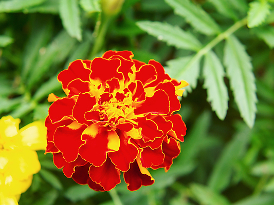 포토 JPG 해외이미지 식물 꽃잎 꽃 백그라운드 잎 오렌지 자연 사람없음 야외 빨간색 초록색 햇빛 태양 노란색 정원 벚꽃 침대 개화 원예 화단 내추럴 해외202004 해외포토 자연요소 컬러 가구 과일 취미 생태계 파일형식 이미지허브