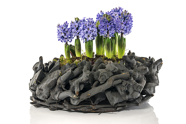 포토 JPG 해외이미지 꽃 자연 이끼 사람없음 초록색 보라색 봄 흰색 배열 질감 구성 히아신스 해외202004 해외포토 식물 계절 컬러 생태계 파일형식 이미지허브