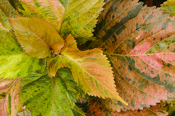 포토 JPG 해외이미지 식물 백그라운드 잎 자연 사람없음 장식 초록색 여름 정원 봄 신선 내추럴 해외202004 해외포토 계절 컬러 생태계 파일형식 이미지허브