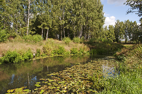 포토 JPG 해외이미지 나무 식물 여행 잎 자연 지팡이 하늘 낚시 갈대 풍경 사람없음 야외 초록색 물 여름 파란색 강 햇빛 반사 환경 맑음 침묵 시골 만 습지 숲 강가 시원함 러시아 해외202004 해외포토 자연요소 계절 유럽 컬러 레저 날씨 태양 소리 생태계 파일형식 이미지허브