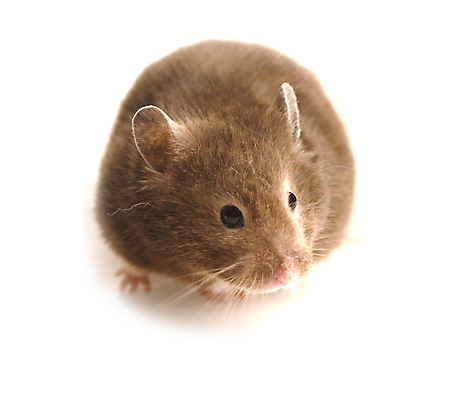 포토 JPG 해외이미지 사람없음 반려동물 설치류 흰배경 햄스터 해외202004 해외포토 동물 백그라운드 흰색 파일형식 이미지허브