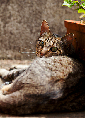 포토 JPG 해외이미지 동물 휴식 그림자 사람없음 여름 태양 고양이 거짓말 해외202004 해외포토 자연요소 계절 컨셉 포유류 반려동물 파일형식 이미지허브