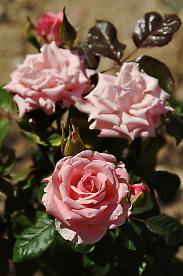 포토 JPG 해외이미지 식물 꽃잎 꽃 분홍색 잎 꽃무늬 자연 사랑 사람없음 초록색 장미 정원 벚꽃 신선 작음 다발 해외202004 해외포토 감정 컬러 무늬 크기 생태계 파일형식 이미지허브