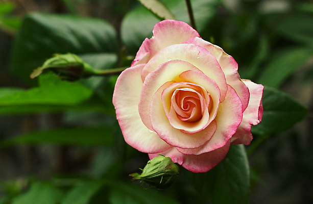 포토 JPG 해외이미지 식물 계절 공원 꽃잎 꽃 줄기 분홍색 결혼 백그라운드 잎 꽃무늬 패턴 자연 벽지 하늘 엄마 휴가 발렌타인데이 선물 사랑 미술 사람없음 장식 초록색 파란색 빛 장미 정원 봄 벚꽃 흰색 축하 신선 신용카드 생일 개화 그룹 내추럴 고립 해외202004 해외포토 공공시설 기념일 감정 컬러 컨셉 무늬 가족 데이이벤트 문화예술 이벤트 금융 생태계 파일형식 이미지허브