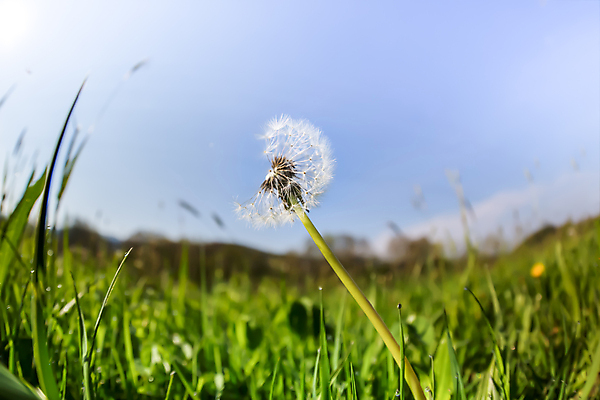 포토 JPG 해외이미지 식물 계절 공원 꽃 여행 백그라운드 잎 자연 하늘 풍경 사람없음 야외 초록색 여름 햇빛 환경 정원 봄 벚꽃 물방울 신선 그물 개화 민들레 빗방울 내추럴 해외202004 해외포토 공공시설 컬러 태양 비_날씨 생태계 파일형식 이미지허브