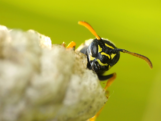 포토 JPG 해외이미지 동물 야생동물 곤충 자연 사람없음 고통 공격 찌르기 해외202004 해외포토 감정 모션 생태계 파일형식 이미지허브