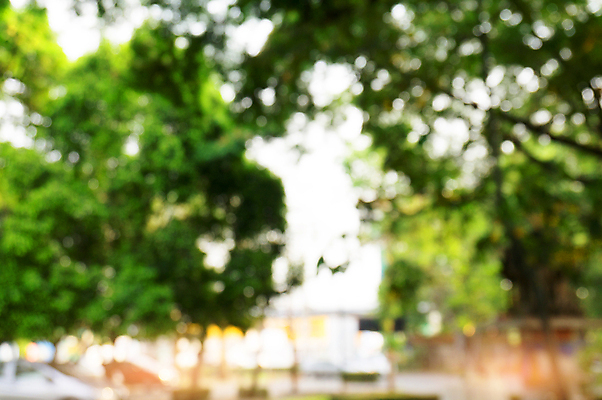 포토 JPG 해외이미지 나무 식물 디자인 계절 공원 길 여행 백그라운드 잎 패턴 자연 벽지 추상 사람없음 야외 목재 초록색 여름 빛 햇빛 태양 환경 정원 맑음 봄 산책 수확 신선 소프트포커스 숲 에코 질감 보케 부드러움 내추럴 광 블러 효과 해외202004 해외포토 자연요소 공공시설 컬러 무늬 농업 재료 날씨 휴식 촬영기법 감각 생태계 파일형식 이미지허브