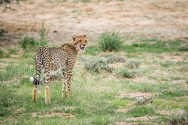 포토 JPG 해외이미지 동물 공원 야생동물 여행 포유류 아프리카 자연 휴가 사람없음 점 황무지 보호 큼 사파리 속도 육식동물 사냥꾼 멸종 치타 내추럴 남아프리카 사바나 해외202004 해외포토 직업 공공시설 나라 컨셉 크기 생태계 파일형식 이미지허브