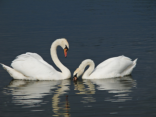 포토 JPG 해외이미지 동물 유럽 호수 오렌지 통신 자연 조류 사랑 사람없음 야외 빨간색 물 햇빛 흰색 깃털 부리 백조 계산서 벙어리 해외202004 해외포토 자연요소 감정 나라 컬러 과일 태양 생태계 파일형식 이미지허브