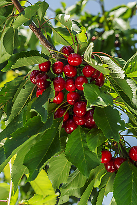 포토 JPG 해외이미지 나무 식물 잎 농업 과일 자연 사람없음 아웃포커스 가로 빨간색 초록색 여름 빛 농작물 성장 나뭇가지 원형 체리 캘리포니아 숙성 세련 해외202004 해외포토 도형 계절 산업 컬러 촬영기법 미국 생태계 파일형식 이미지허브