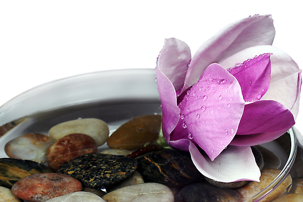 포토 JPG 해외이미지 식물 계절 꽃잎 꽃 분홍색 백그라운드 자연 발렌타인데이 사람없음 치료 장식 보라색 스파 봄 활발 젖음 벚꽃 바위 흰색 물방울 신선 사발 떨어짐 향기 아로마테라피 S 목련 고립 해외202004 해외포토 알파벳 컬러 컨셉 의학 데이이벤트 돌_바위 사기그릇 생태계 냄새 테라피 파일형식 이미지허브