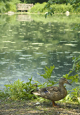 포토 JPG 해외이미지 동물 공원 호수 여행 자연 조류 휴식 새로움 오리 사람없음 야외 물 연못 부리 맨해튼 해외202004 해외포토 자연요소 공공시설 컨셉 생태계 뉴욕 파일형식 이미지허브