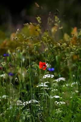 포토 JPG 해외이미지 식물 계절 꽃잎 꽃 줄기 백그라운드 꽃무늬 밭 자연 풍경 잔디 사람없음 야외 초록색 여름 컬러풀 환경 정원 맑음 봄 벚꽃 시골 신선 개화 땅 원예 장면 꽃가루 양귀비 내추럴 라트비아 해외202004 해외포토 컬러 무늬 농업 날씨 북유럽 취미 가루 생태계 파일형식 이미지허브