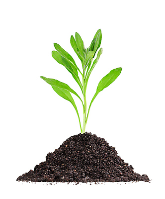 포토 JPG 해외이미지 나무 식물 지구 백그라운드 컨셉 잎 농업 자연 새로움 아이디어 씨앗 사람없음 초록색 새싹 환경 정원 검은색 흙 봄 성장 흰색 신선 작음 시작 먼지 내추럴 개발 고립 돌봄 모종 생태학 처음 생존 세련 해외202004 해외포토 계절 교육 산업 컬러 모션 크기 생태계 파일형식 이미지허브