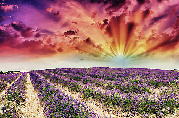 포토 JPG 해외이미지 꽃 캠페인 바다 밭 일러스트 자연 하늘 산 풍경 사람없음 여름 보라색 프랑스 밀 라벤더 에센스 해외202004 해외포토 식물 계절 유럽 컬러 농업 곡류 화장품 허브 생태계 파일형식 이미지허브