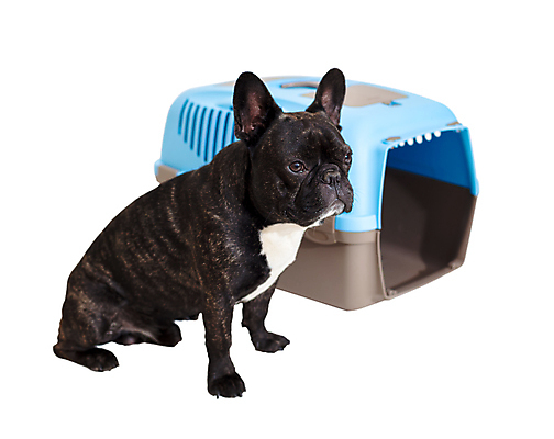 포토 JPG 해외이미지 동물 여행 백그라운드 장신구 교통시설 휴가 주택 안전 앉기 사람없음 파란색 반려동물 상자 문 장비 흰색 오픈 개 작음 휴대용 나무상자 컨테이너 플라스틱 오브젝트 보안 마차 새장 불독 수의사 송곳니 프랑스어 고립 해외202004 해외포토 문자 산업 교통수단 컬러 교통 포유류 모션 재질 건물 의사 치아 크기 시설 케이지 파일형식 이미지허브