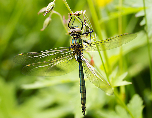 포토 JPG 해외이미지 곤충 자연 앉기 사람없음 초록색 닫기 잠자리 해외202004 해외포토 동물 컬러 모션 생태계 파일형식 이미지허브