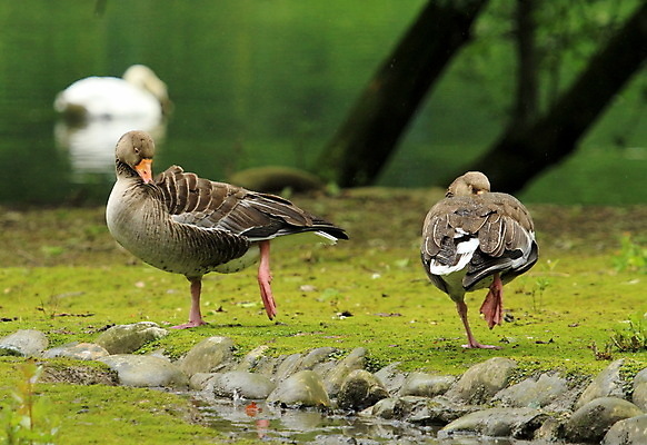 포토 JPG 해외이미지 동물 공원 여자 호수 야생동물 포즈 백그라운드 2 오렌지 자연 조류 오리 사람없음 초록색 물 컬러풀 농장 갈색 우주 봄 회색 흰색 연못 깃털 부리 거위 계산서 내추럴 해외202004 해외포토 자연요소 계절 공공시설 컬러 농업 과일 사람 생태계 파일형식 이미지허브
