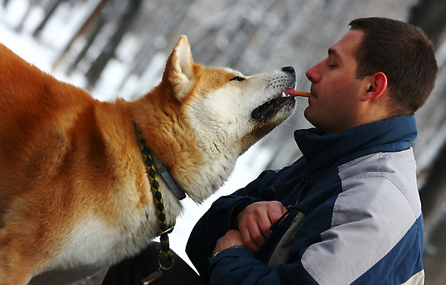 포토 JPG 해외이미지 동물 얼굴 신체 한명 소년 반려동물 일본 힘 자신감 개 위험 큼 근육질 조심 고체 기르기 세르비아 지능 힘찬 해외202004 해외포토 1 남자 감정 아시아 어린이 컨셉 포유류 근육 사람 신체부위 크기 몸매 돌봄 파일형식 이미지허브