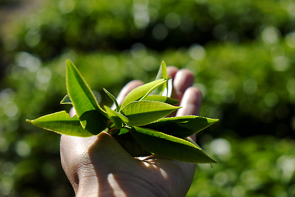 포토 JPG 해외이미지 식물 손 아시아 음료 백그라운드 잎 밭 농업 건강 동양인 사람없음 초록색 농장 닫기 선택 차 베트남 건강식 해외202004 해외포토 나라 산업 음식 컬러 컨셉 모션 인종 신체부위 동남아시아 파일형식 이미지허브