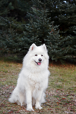 포토 JPG 해외이미지 나무 동물 공원 행복 얼굴 자연 건강 잔디 사람없음 야외 초록색 여름 반려동물 봄 흰색 닫기 개 솜털 송곳니 기르기 유래 해외202004 해외포토 식물 계절 공공시설 감정 컬러 포유류 모션 신체부위 치아 생태계 돌봄 파일형식 이미지허브