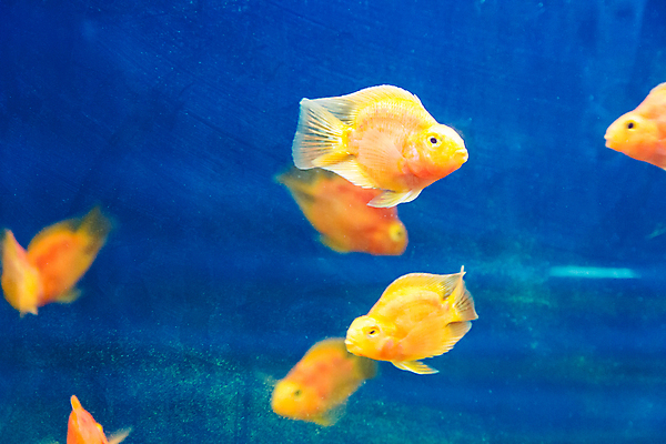 포토 JPG 해외이미지 바다 어류 사람없음 빨간색 물 소금 수족관 터키석 해외202004 해외포토 자연요소 컬러 수중동물 보석 파일형식 이미지허브