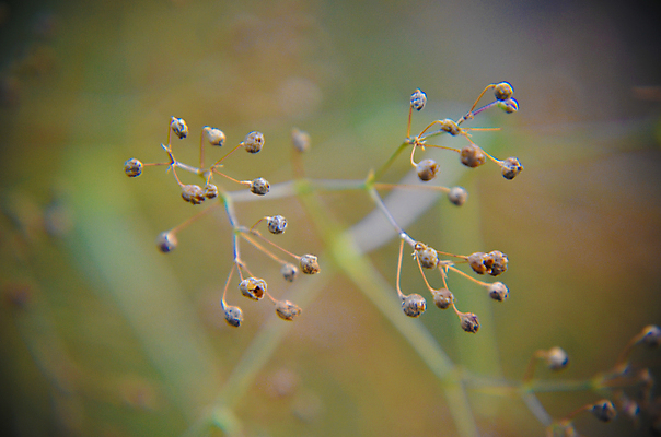 포토 JPG 해외이미지 식물 계절 공원 꽃 백그라운드 컨셉 잎 꽃무늬 밭 자연 추상 풍경 사람없음 초록색 여름 빛 햇빛 태양 노란색 정원 맑음 보라색 봄 수확 벚꽃 시골 신선 소프트포커스 허브 질감 보케 부드러움 내추럴 블러 파스텔톤 몽환 효과 해외202004 해외포토 자연요소 공공시설 컬러 무늬 농업 날씨 촬영기법 감각 생태계 파일형식 이미지허브