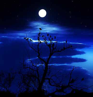 포토 JPG 해외이미지 나무 동물 구름 실루엣 백그라운드 자연 조류 하늘 날씨 사람없음 야외 파란색 어둠 인공위성 달 나뭇가지 시골 분위기 야간 숲 달빛 궤도 내추럴 해외202004 해외포토 자연요소 식물 컬러 컨셉 통신 촬영기법 생태계 파일형식 이미지허브