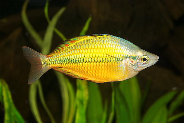 포토 JPG 해외이미지 동물 남자 야생동물 무지개 자연 어류 사람없음 물 컬러풀 지느러미 수족관 해외202004 해외포토 자연요소 컬러 사람 수중동물 생태계 파일형식 이미지허브