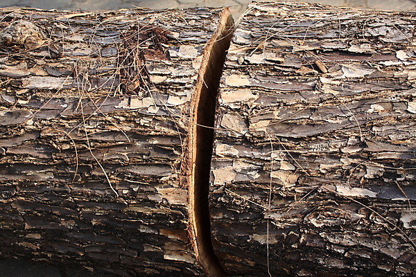 포토 JPG 해외이미지 나무 사람없음 목재 다리찢기 수목 해외202004 해외포토 식물 재료 모션 파일형식 이미지허브