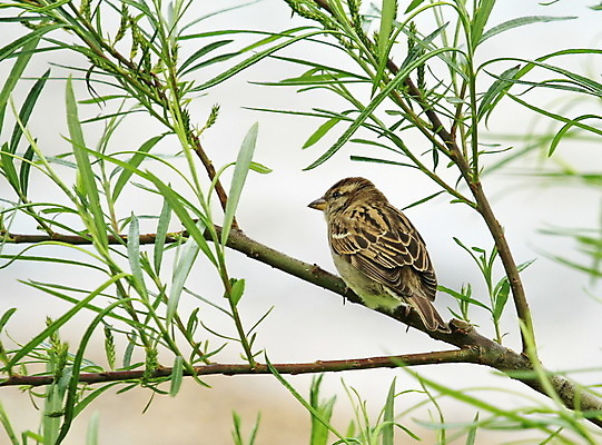 포토 JPG 해외이미지 나무 식물 동물 계절 야생동물 잎 날개 자연 조류 사람없음 야외 초록색 여름 갈색 정원 봄 나뭇가지 시골 관찰 작음 깃털 부리 참새 동물상 해외202004 해외포토 컬러 모션 조형물 크기 생태계 파일형식 이미지허브