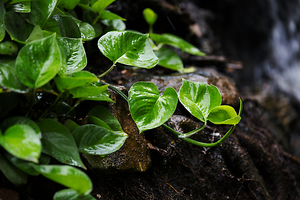 포토 JPG 해외이미지 나무 식물 잎 꽃무늬 바닥 사람없음 초록색 물 흙 폭포 습기 젖음 흐름 신선 뜨거움 떨어짐 숲 해외202004 해외포토 자연요소 꽃 컬러 컨셉 무늬 자연 파일형식 이미지허브