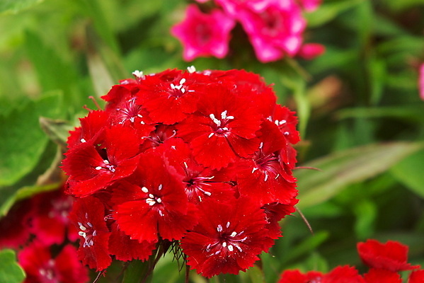 포토 JPG 해외이미지 식물 꽃잎 꽃 꽃다발 잎 꽃무늬 자연 선물 사랑 사람없음 장식 빨간색 초록색 봄 활발 벚꽃 신선 카네이션 오브젝트 멀티 해외202004 해외포토 계절 감정 컬러 컨셉 무늬 생태계 파일형식 이미지허브