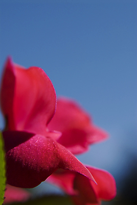 포토 JPG 해외이미지 1 꽃잎 꽃 잎 꽃무늬 자연 하늘 사람없음 빨간색 파란색 해외202004 해외포토 식물 컬러 무늬 생태계 파일형식 이미지허브