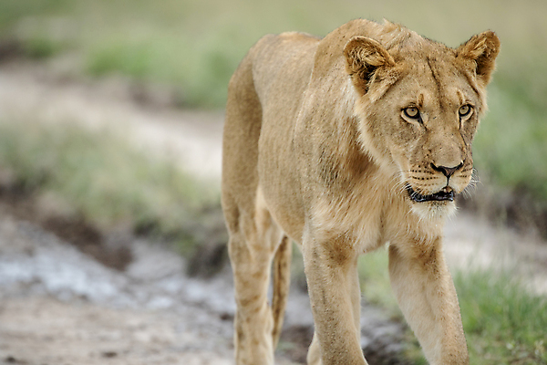 포토 JPG 해외이미지 동물 야생동물 포유류 아프리카 자연 털 동물원 사람없음 힘 분노 위험 사자 큼 사파리 리더 육식동물 사냥꾼 표범 사바나 해외202004 해외포토 직업 감정 나라 컨셉 크기 생태계 파일형식 이미지허브