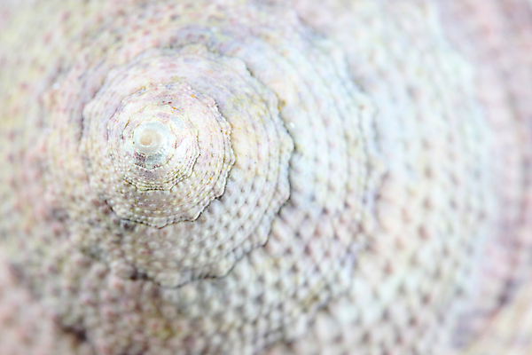 포토 JPG 해외이미지 동물 바다 패턴 표면 조개 생물 뼈 사람없음 껍질 화석 원시시대 고립 해외202004 해외포토 무늬 어패류 역사 파일형식 이미지허브